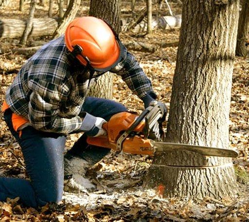 Tree Removal in Ida, AR